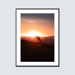 Ensam ren soluppgång