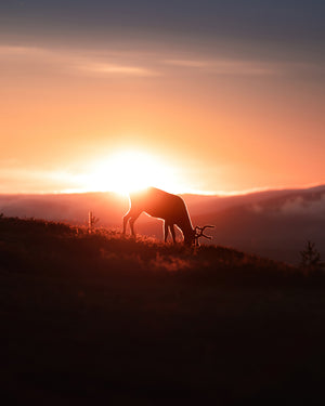 Ensam ren soluppgång