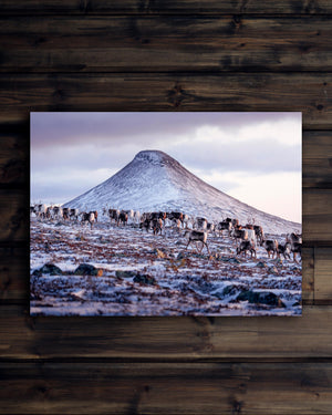 Canvas Flock med renar