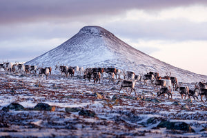 Canvas Flock med renar