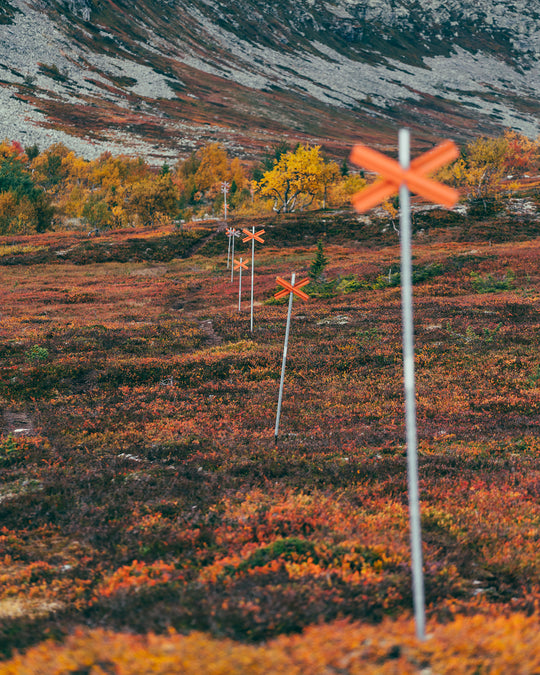 Höst ledkryss