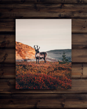 Canvas Höst soluppgång ren