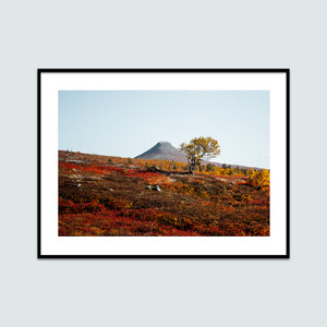 Höst träd Städjan