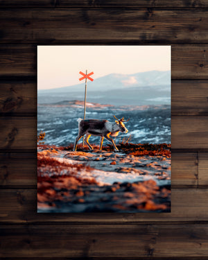 Canvas Ledkryss ren soluppgång