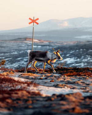 Canvas Ledkryss ren soluppgång