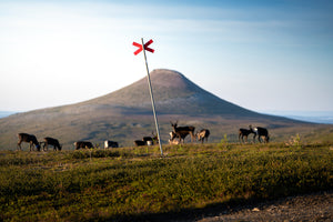Ledkryss renar Städjan