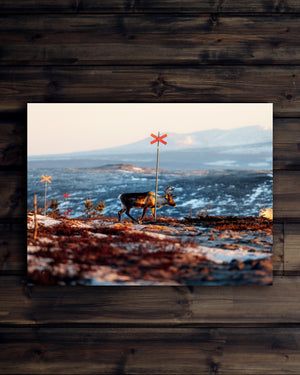 Canvas Ren bakom ledkryss