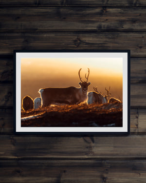 Ren i glödande soluppgång