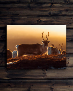 Canvas Ren i glödande soluppgång