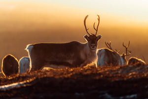 Canvas Ren i glödande soluppgång