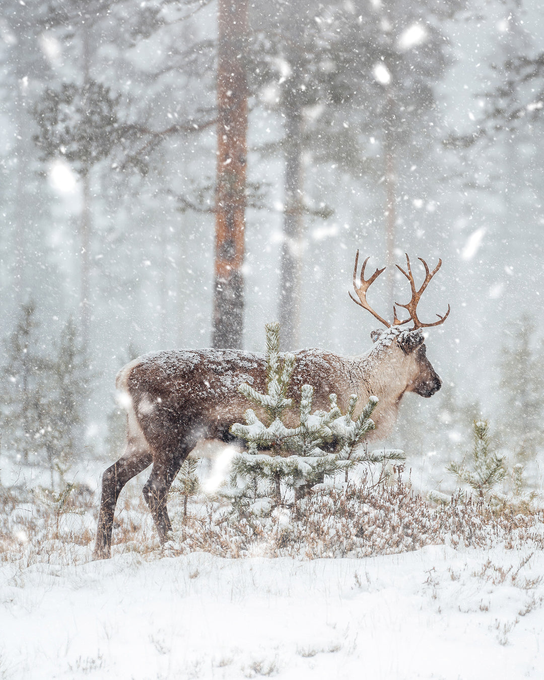 Ren i snön 1