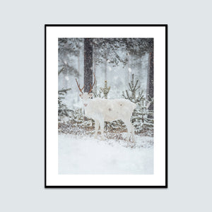 Ren i snön 2
