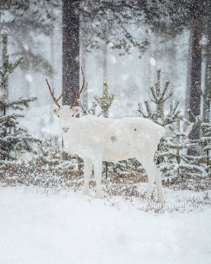 Ren i snön 2