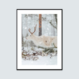 Ren i snön 3