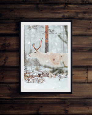 Ren i snön 3