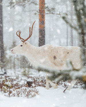 Ren i snön 3