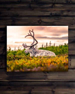 Canvas Ren i sommarljungen