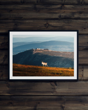 Ren på fjällsluttningen