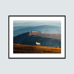 Ren på fjällsluttningen