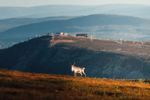 Ren på fjällsluttningen