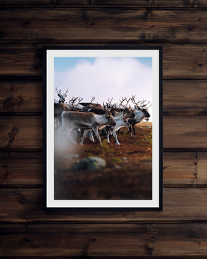 Renar i morgonljuset