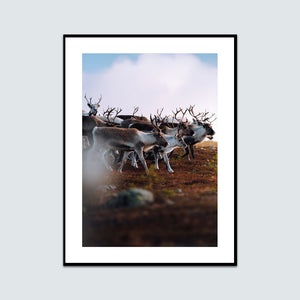 Renar i morgonljuset