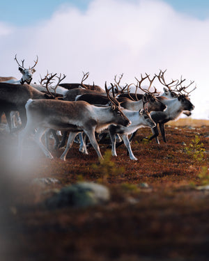 Renar i morgonljuset