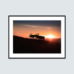 Renar i soluppgången (liggande)