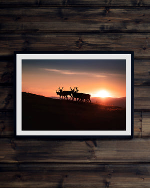 Renar i soluppgången (liggande)