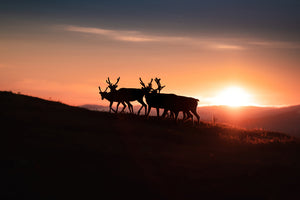 Renar i soluppgången (liggande)