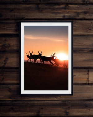 Renar i soluppgången (stående)