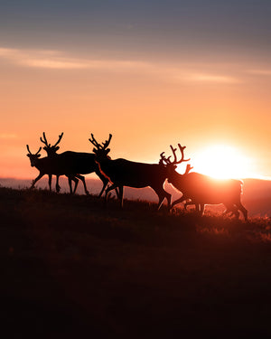 Renar i soluppgången (stående)