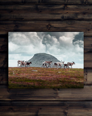 Canvas Renar med Städjan