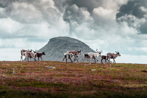 Canvas Renar med Städjan