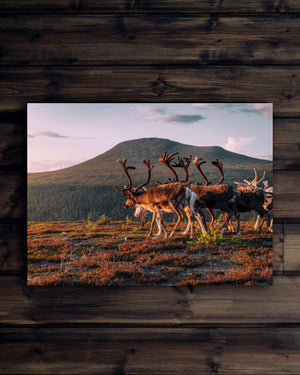 Canvas Renar mot Städjan