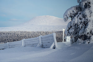 Snötyngda träd och Städjan