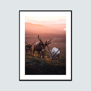 Tre renar i solnedgången