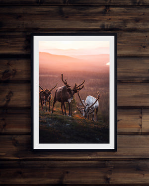 Tre renar i solnedgången