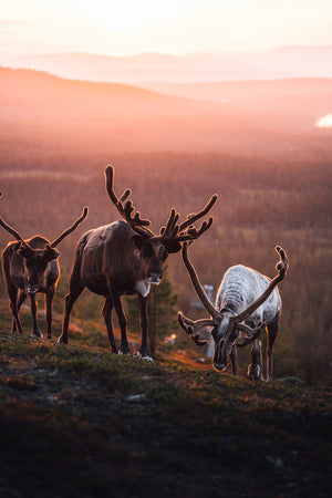 Tre renar i solnedgången