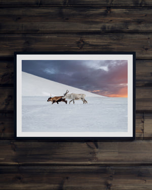 Två renar på fjället