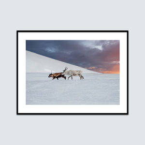 Två renar på fjället