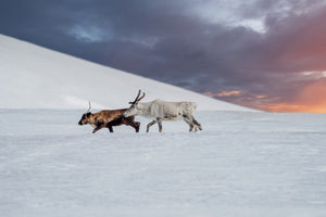 Två renar på fjället