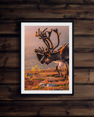 Vandring mot solnedgången