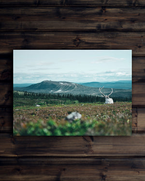 Canvas Vit ren blickar mot Idre Fjäll