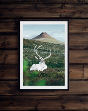 Vit ren blickar mot Städjan