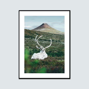 Vit ren blickar mot Städjan