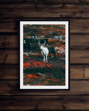 Vit ren i höstfärger