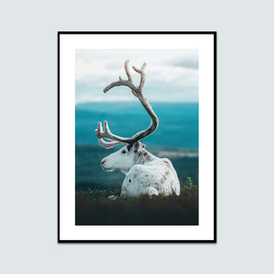 Vit ren på fjället