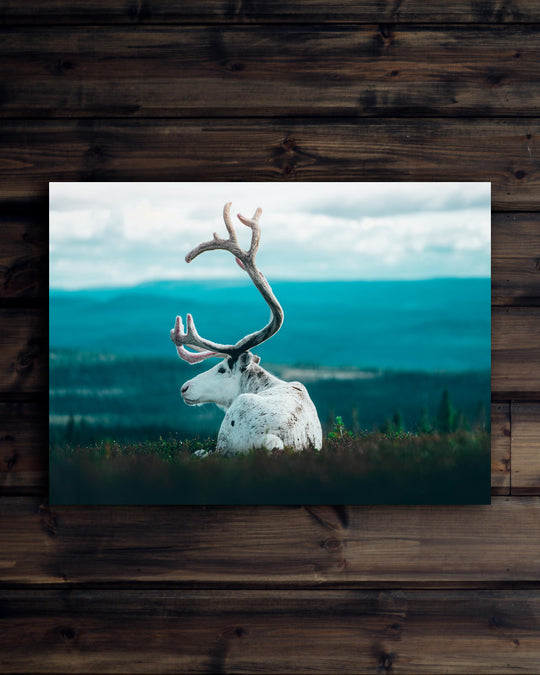 Canvas Vit ren på fjället liggande