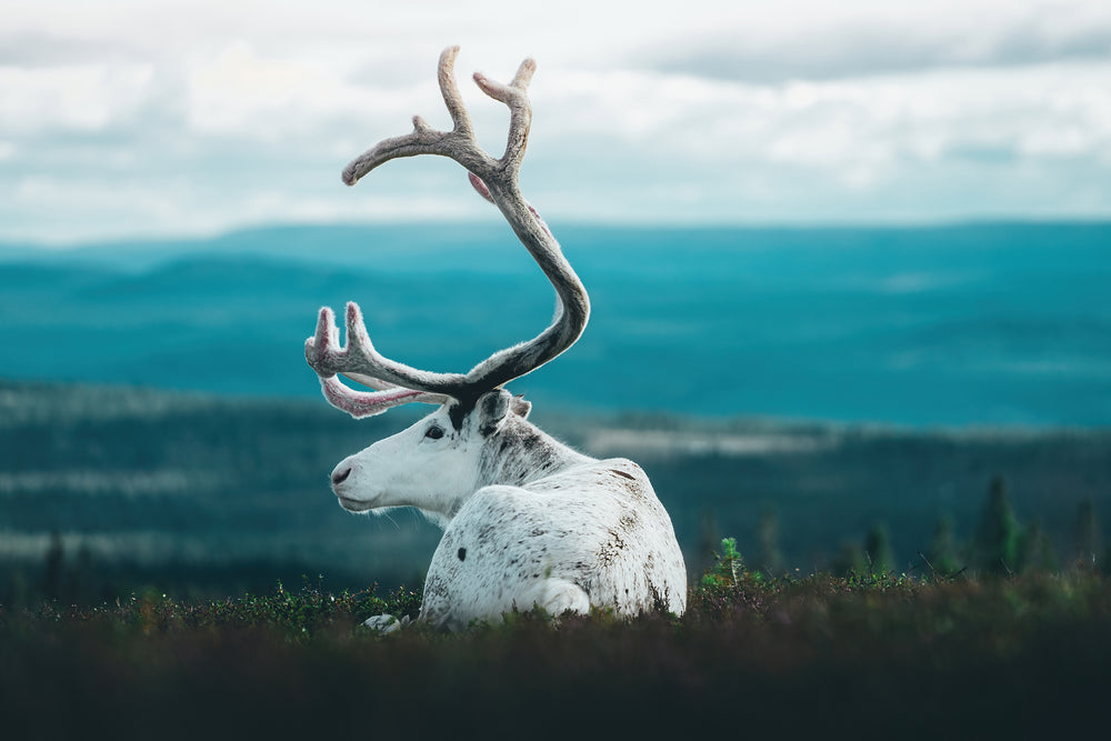 Canvas Vit ren på fjället liggande